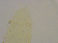 Pilatobius iltisi image