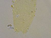 Pilatobius iltisi image