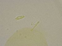 Pilatobius iltisi image