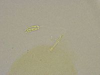 Pilatobius iltisi image