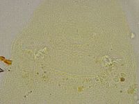 Pilatobius iltisi image