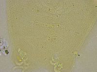 Pilatobius iltisi image