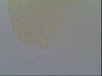 Echiniscus robertsi image