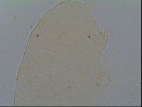 Echiniscus robertsi image