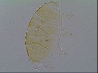 Echiniscus cavagnaroi image