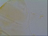 Echiniscus cavagnaroi image