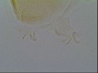 Echiniscus cavagnaroi image