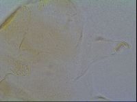 Echiniscus cavagnaroi image