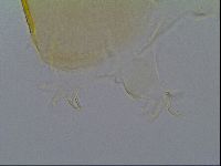 Echiniscus cavagnaroi image