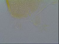 Echiniscus cavagnaroi image