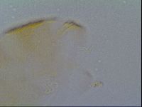 Echiniscus kofordi image