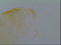 Echiniscus kofordi image