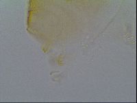 Echiniscus kofordi image