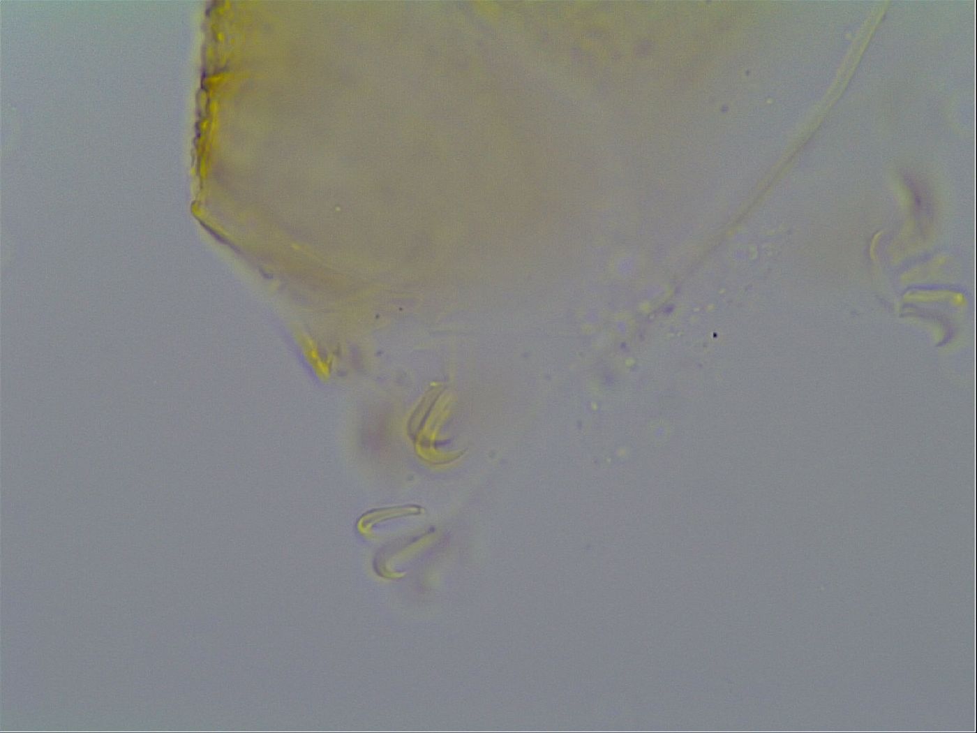 Echiniscus kofordi image