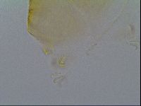Echiniscus kofordi image