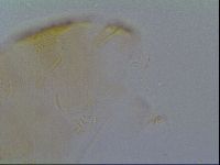 Echiniscus kofordi image