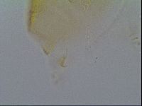 Echiniscus kofordi image