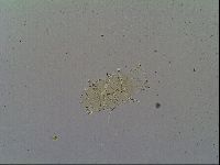 Echiniscus becki image