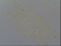 Echiniscus knowltoni image