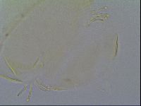Echiniscus knowltoni image
