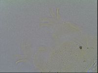 Echiniscus knowltoni image