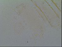 Novechiniscus armadilloides image