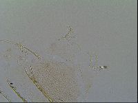 Media resource of Novechiniscus armadilloides