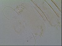 Novechiniscus armadilloides image