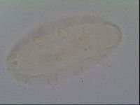 Bryodelphax dominicanus image