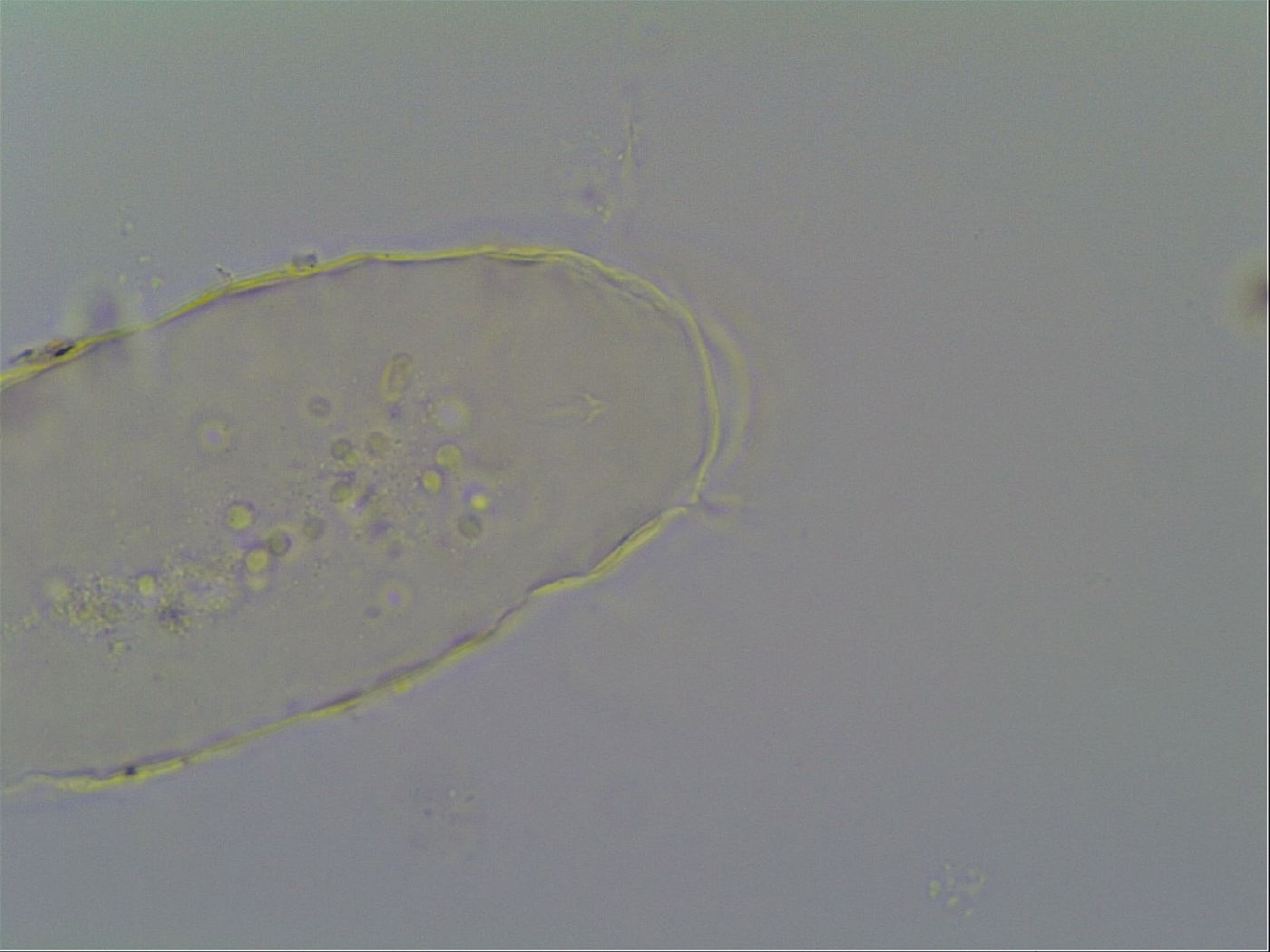 Bryodelphax dominicanus image