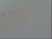 Media resource of Bryodelphax dominicanus