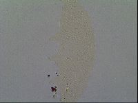 Minilentus dubius image
