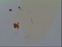 Minilentus dubius image