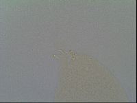 Minilentus dubius image