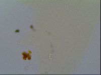 Minilentus dubius image