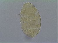 Echiniscus aliquantillus image