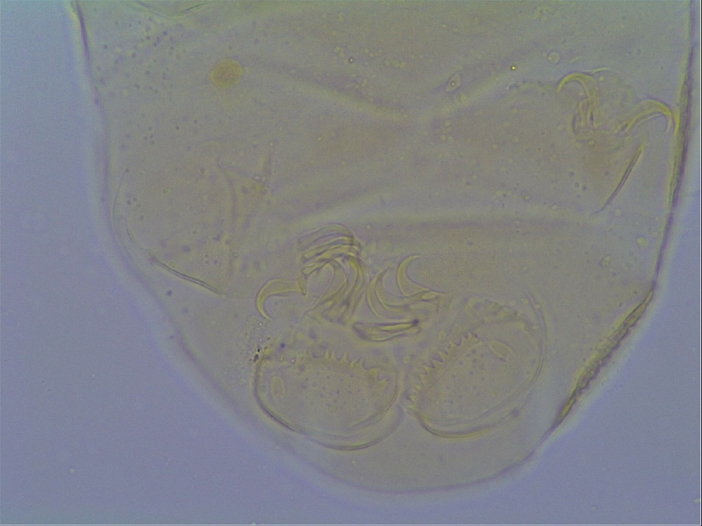 Echiniscus aliquantillus image