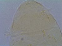 Echiniscus aliquantillus image