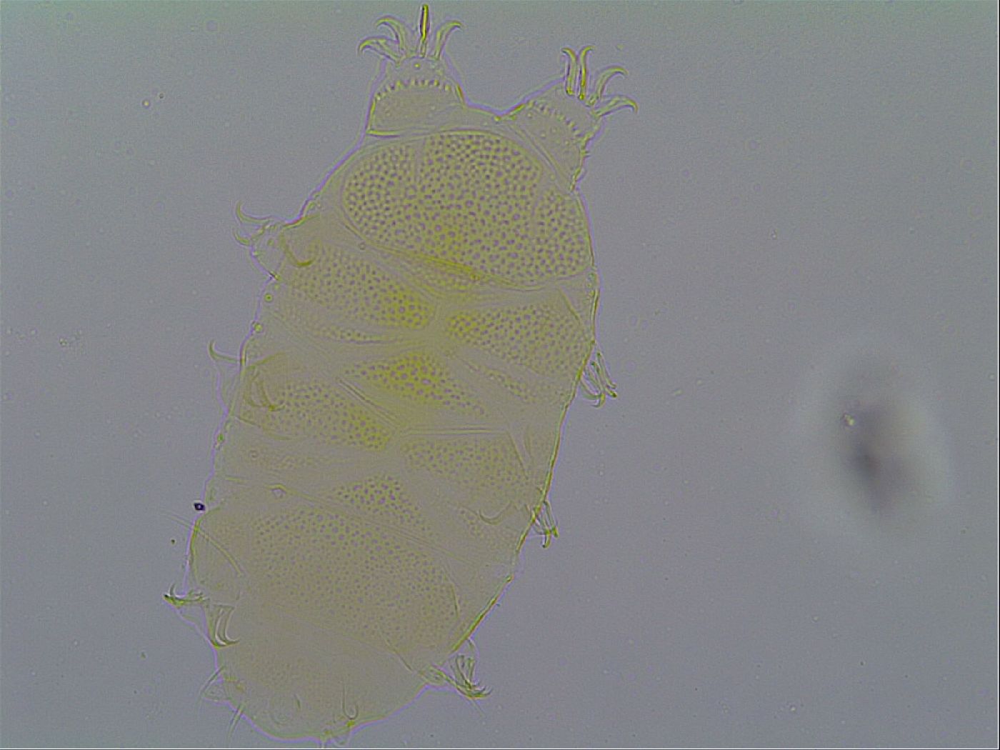 Echiniscus mosaicus image