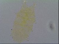 Echiniscus mosaicus image