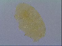 Echiniscus marginoporus image