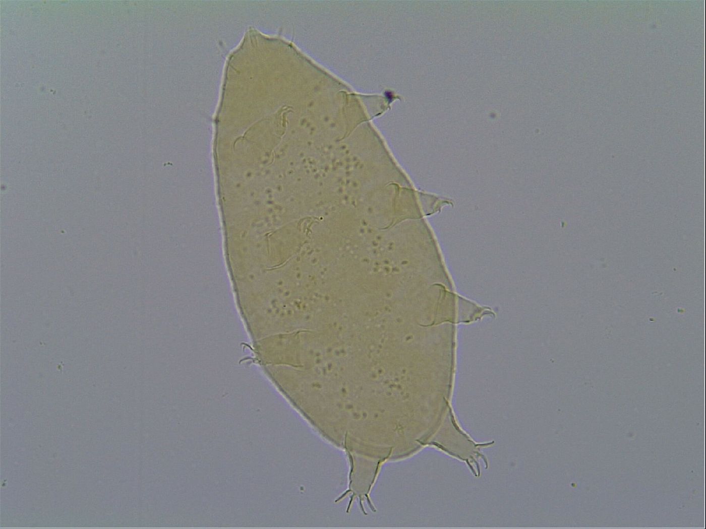 Hypechiniscus exarmatus image