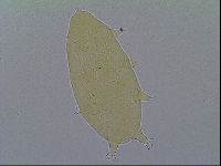 Media resource of Hypechiniscus exarmatus