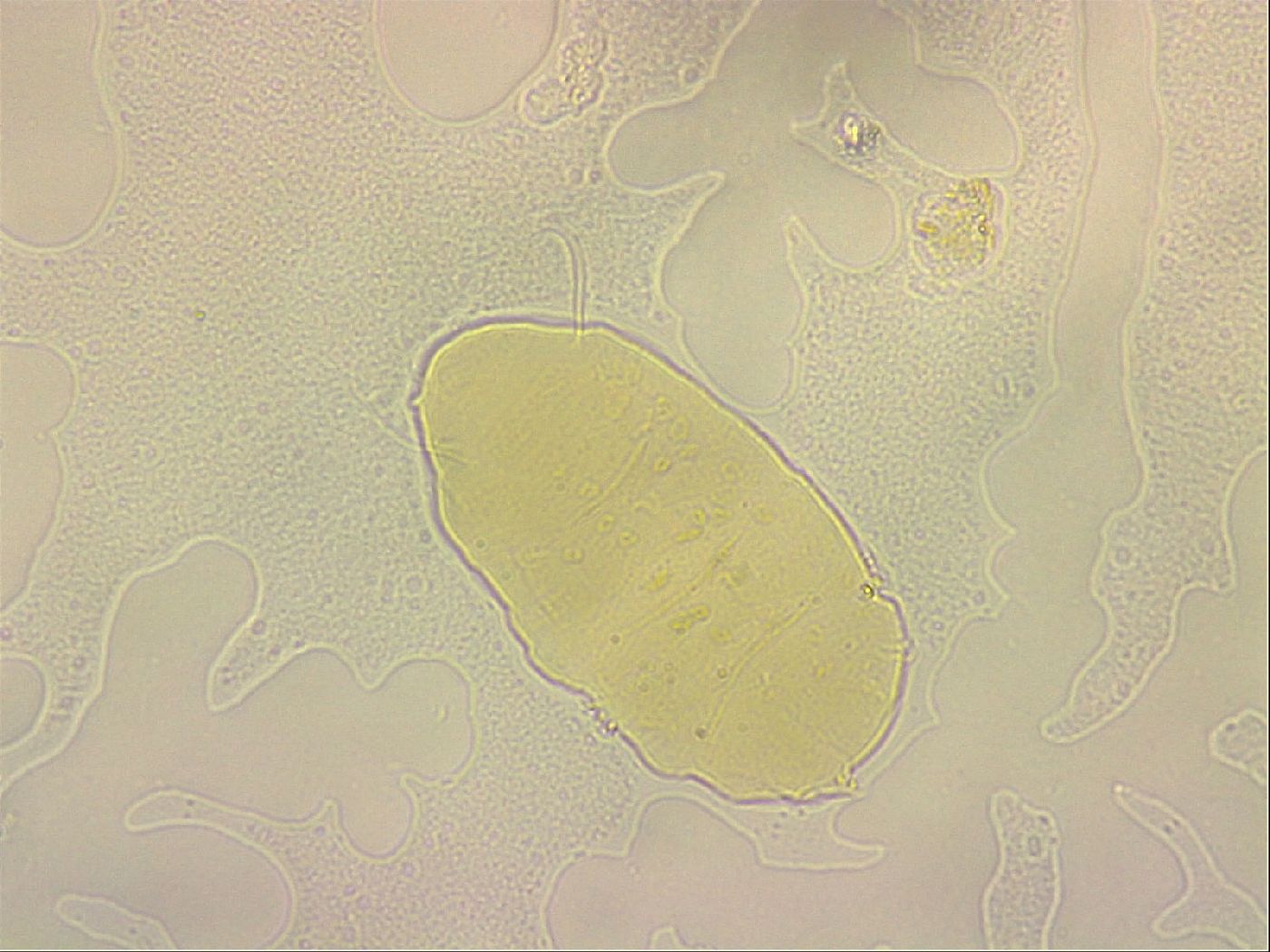Bryodelphax crossotus image