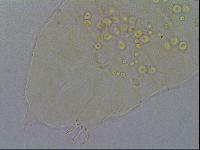 Echiniscus pseudelegans image