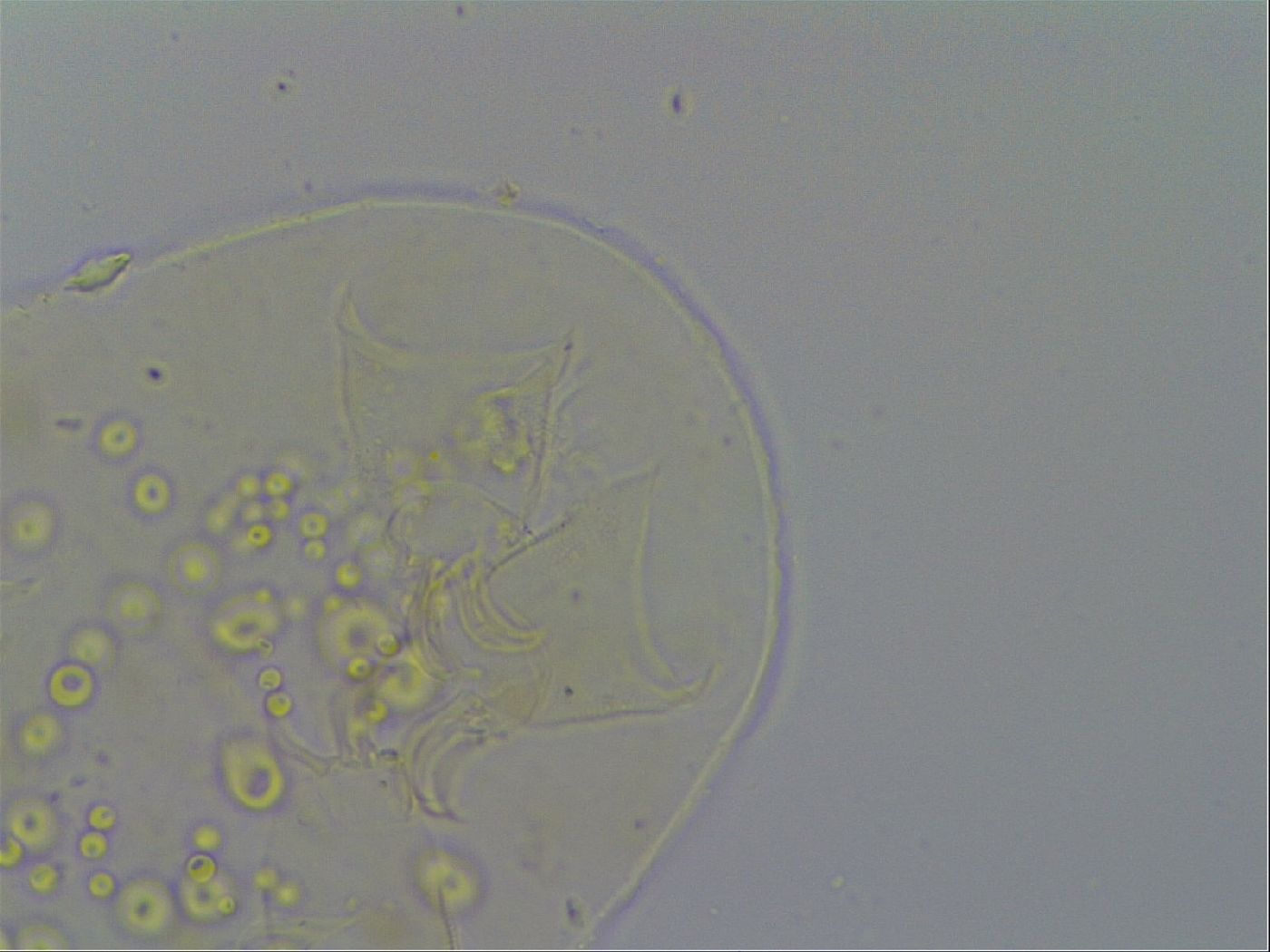 Echiniscus pseudelegans image