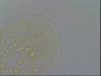 Echiniscus pseudelegans image