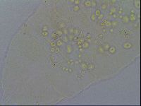Echiniscus pseudelegans image