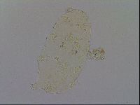 Echiniscus pseudelegans image