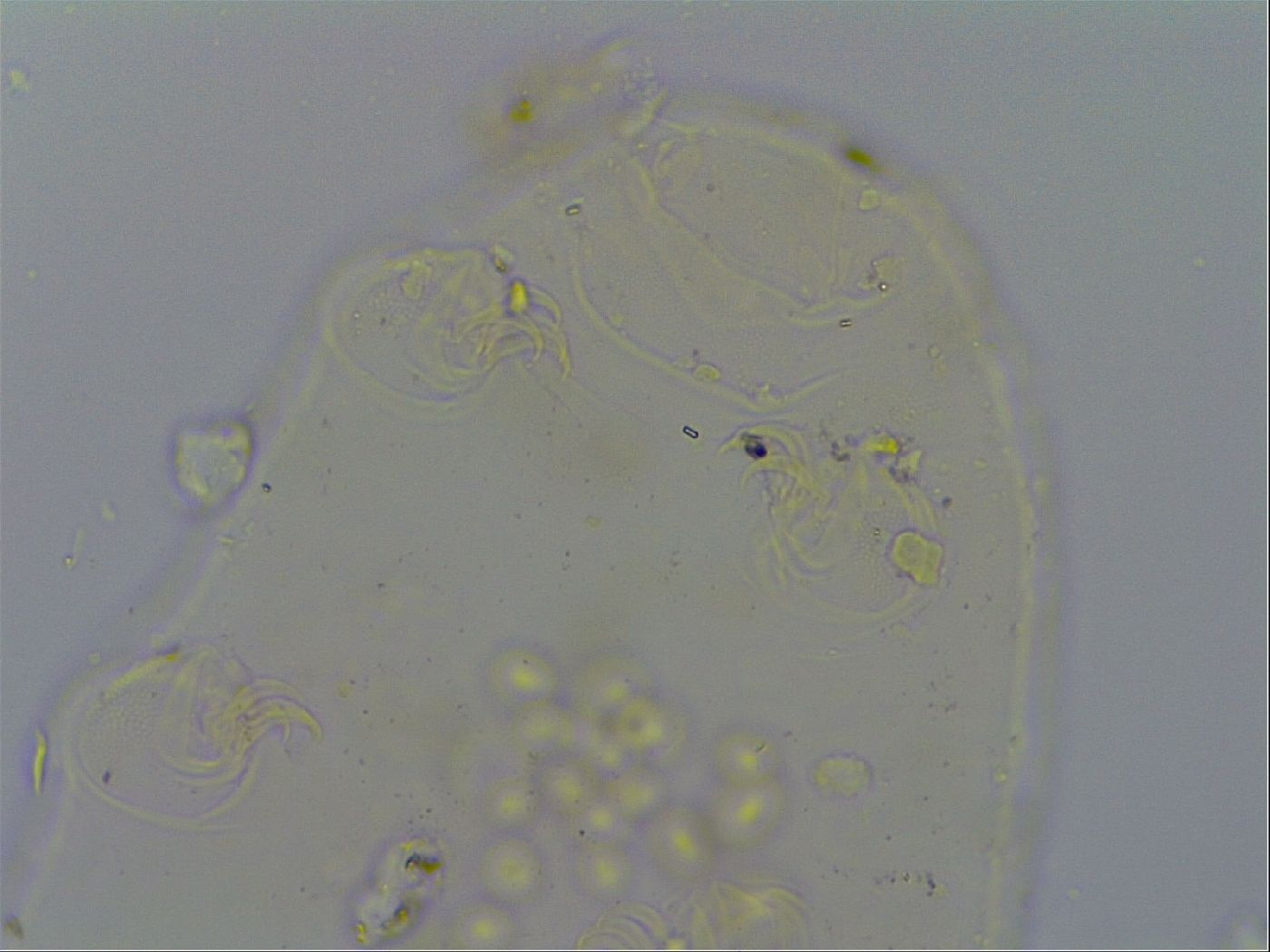 Echiniscus pseudelegans image